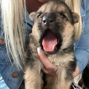 Meet your Posher, Shawn